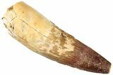 Fossil Spinosaurus Tooth - Real Dinosaur Tooth #296503-1